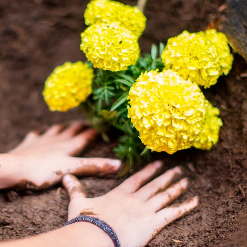Marigolds -1