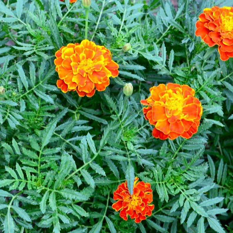 Marigolds -2