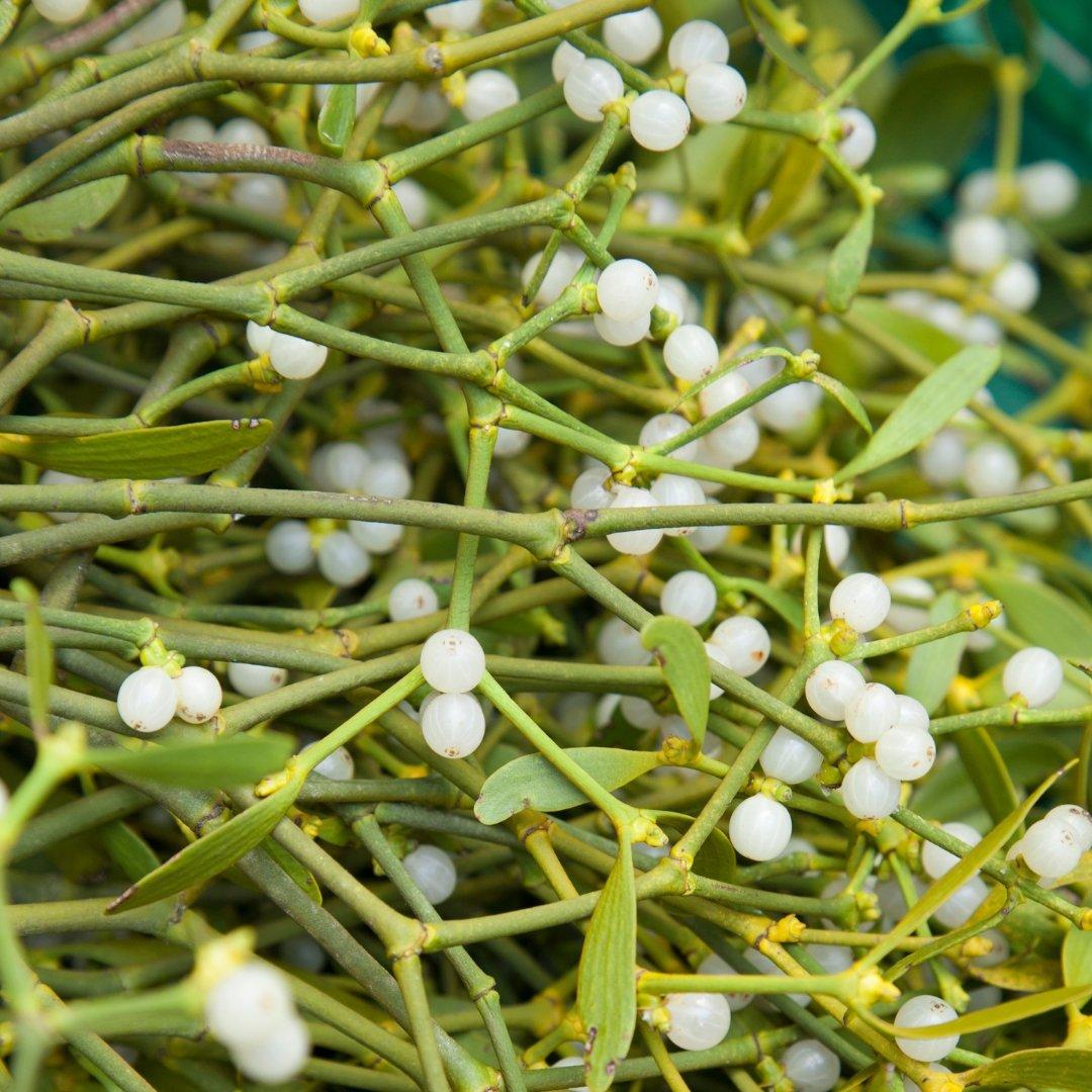 Mistletoe 