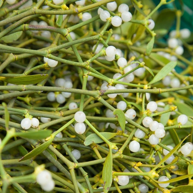 Mistletoe