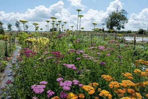 OldFarmhouseFlowers-127