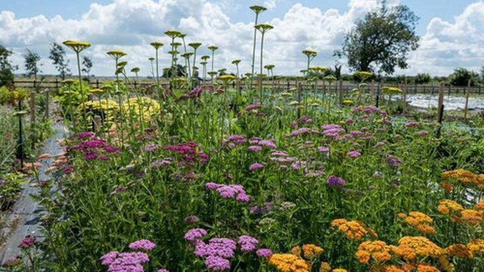 OldFarmhouseFlowers-127