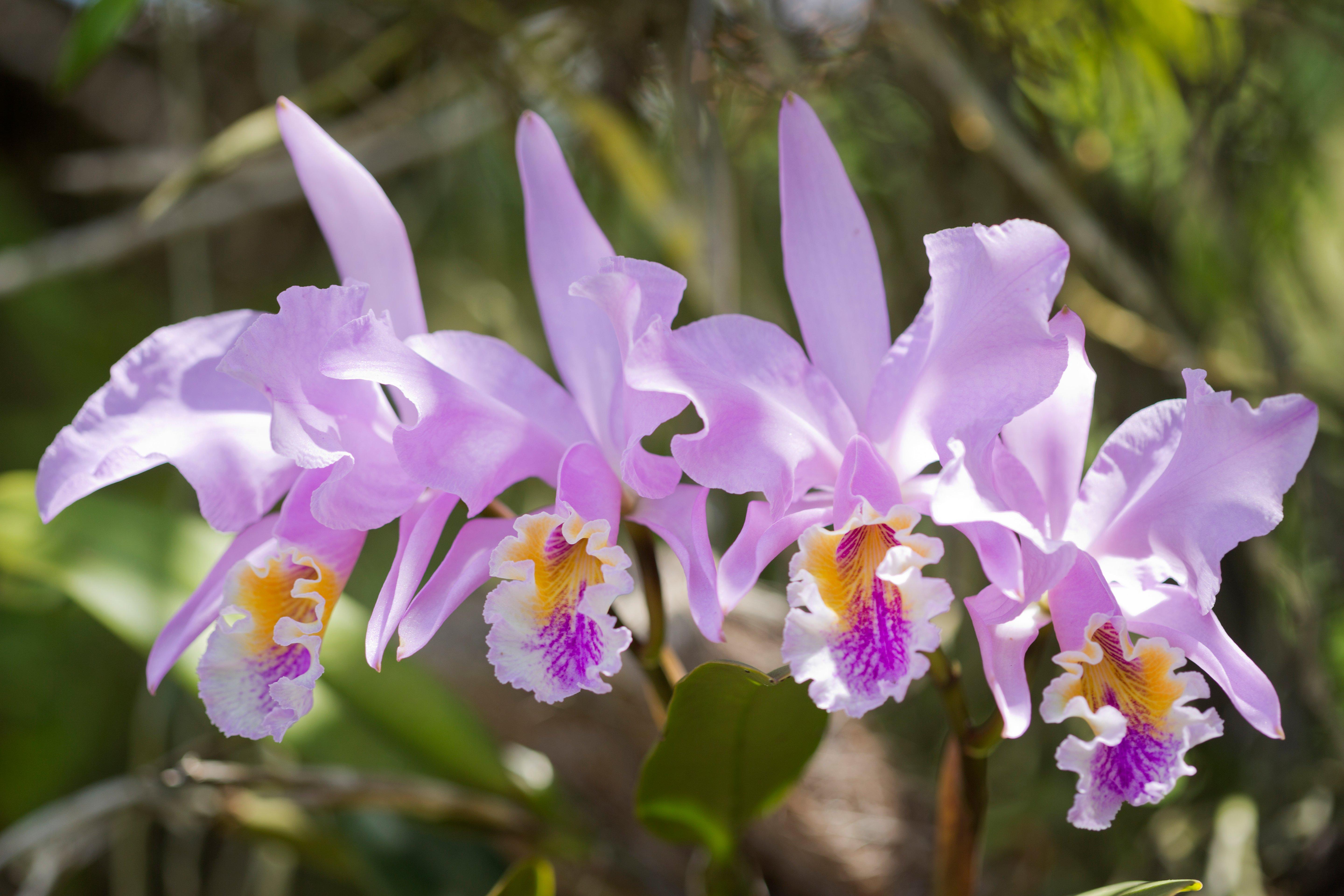 Orchid Cattleya Mossiae