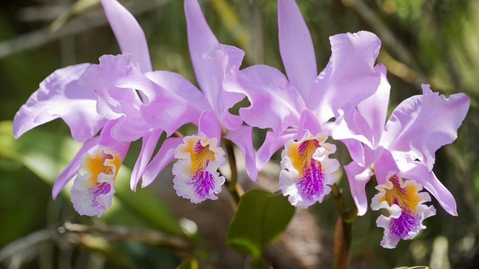 Orchid Cattleya Mossiae