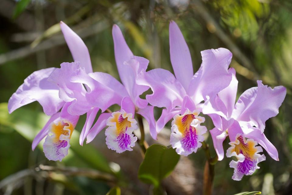 Orchid Cattleya Mossiae