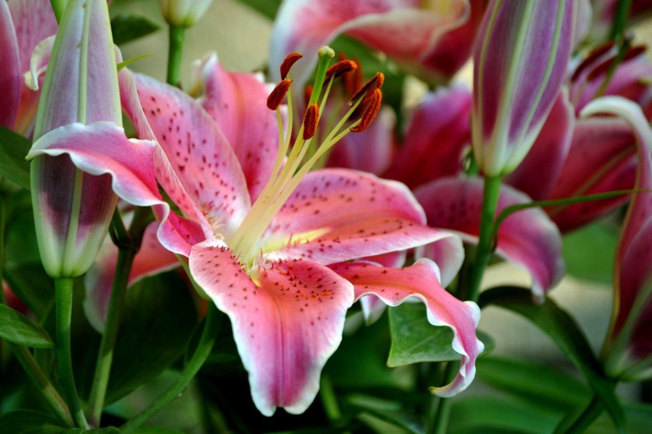 Oriental-lily-1