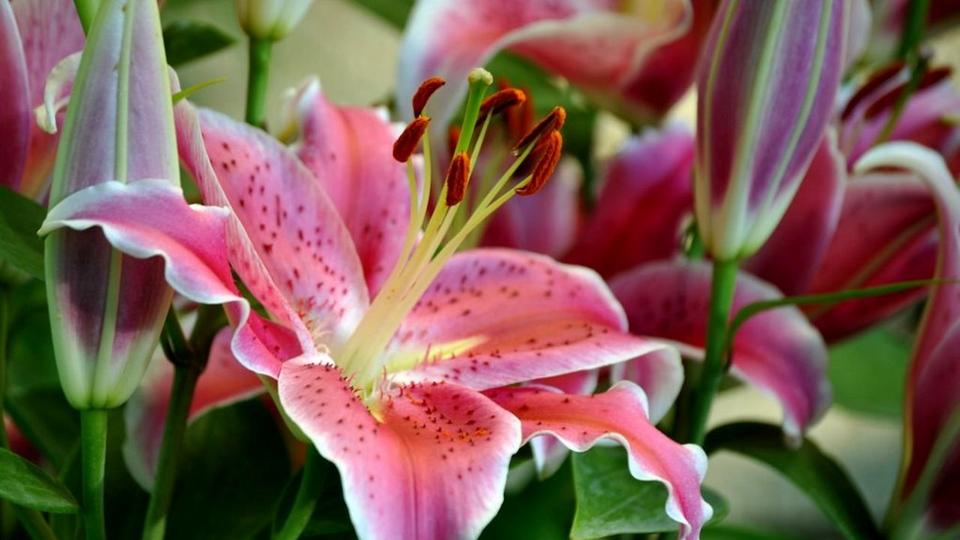 Oriental-lily-1