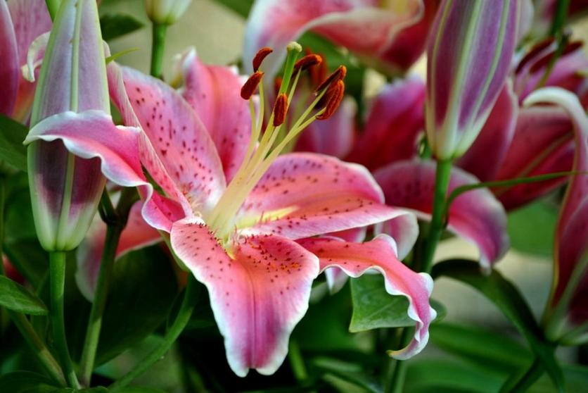 Lilies Flower Meaning and Facts | Flying Flowers