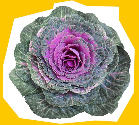 Ornamental-Cabbage-green-purple-flower