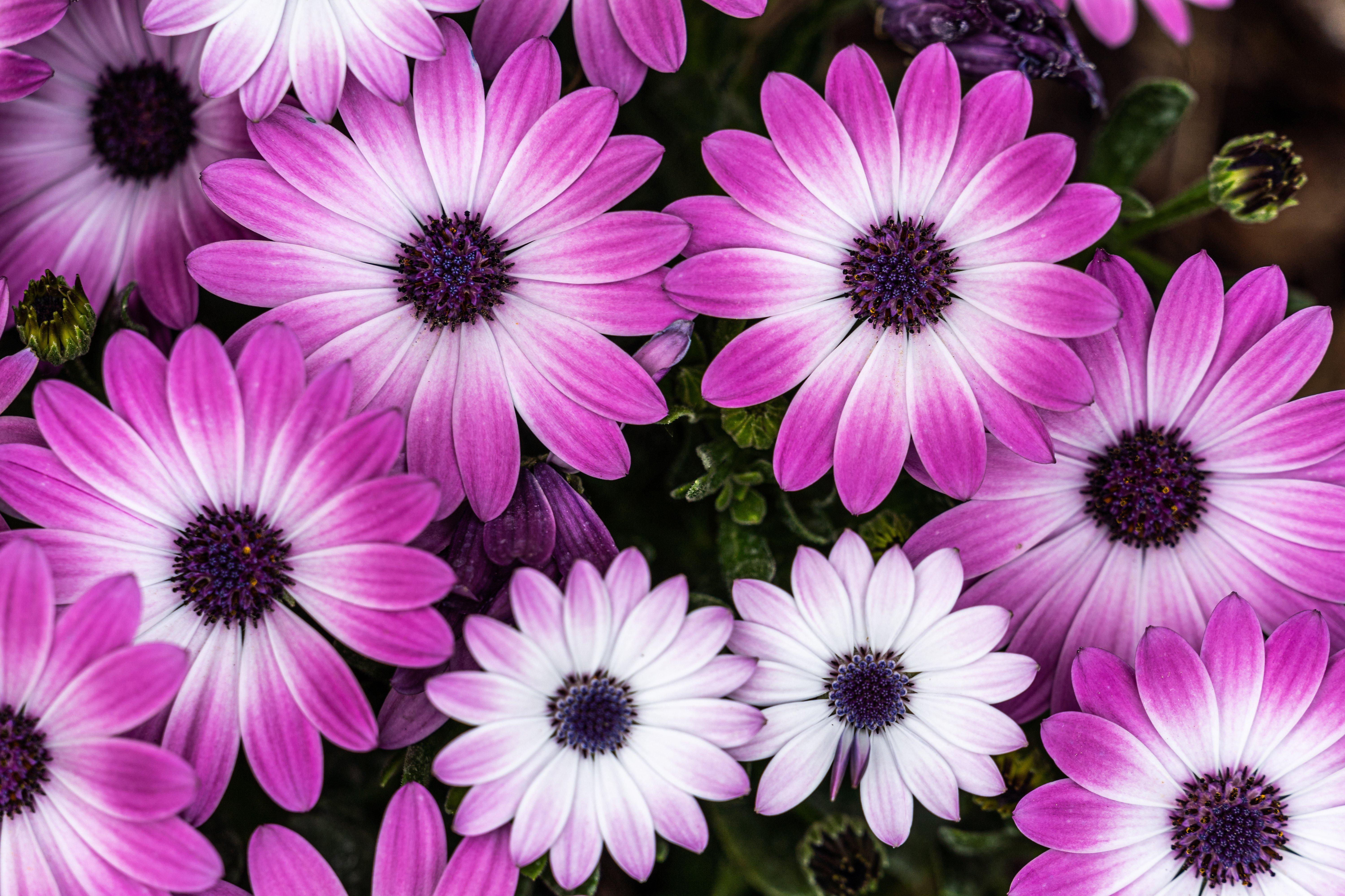 Osteospermum