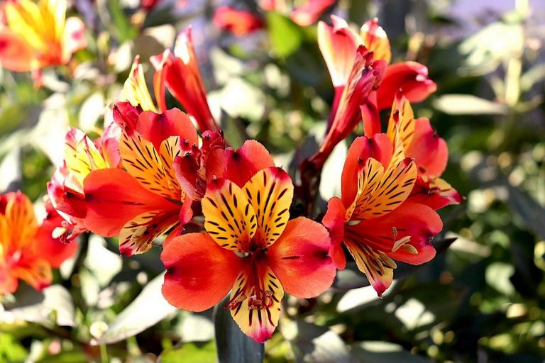 PFBlog_Alstroemeria