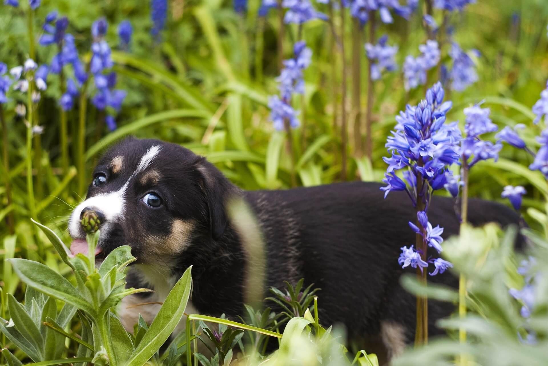 Are freesia store poisonous to dogs