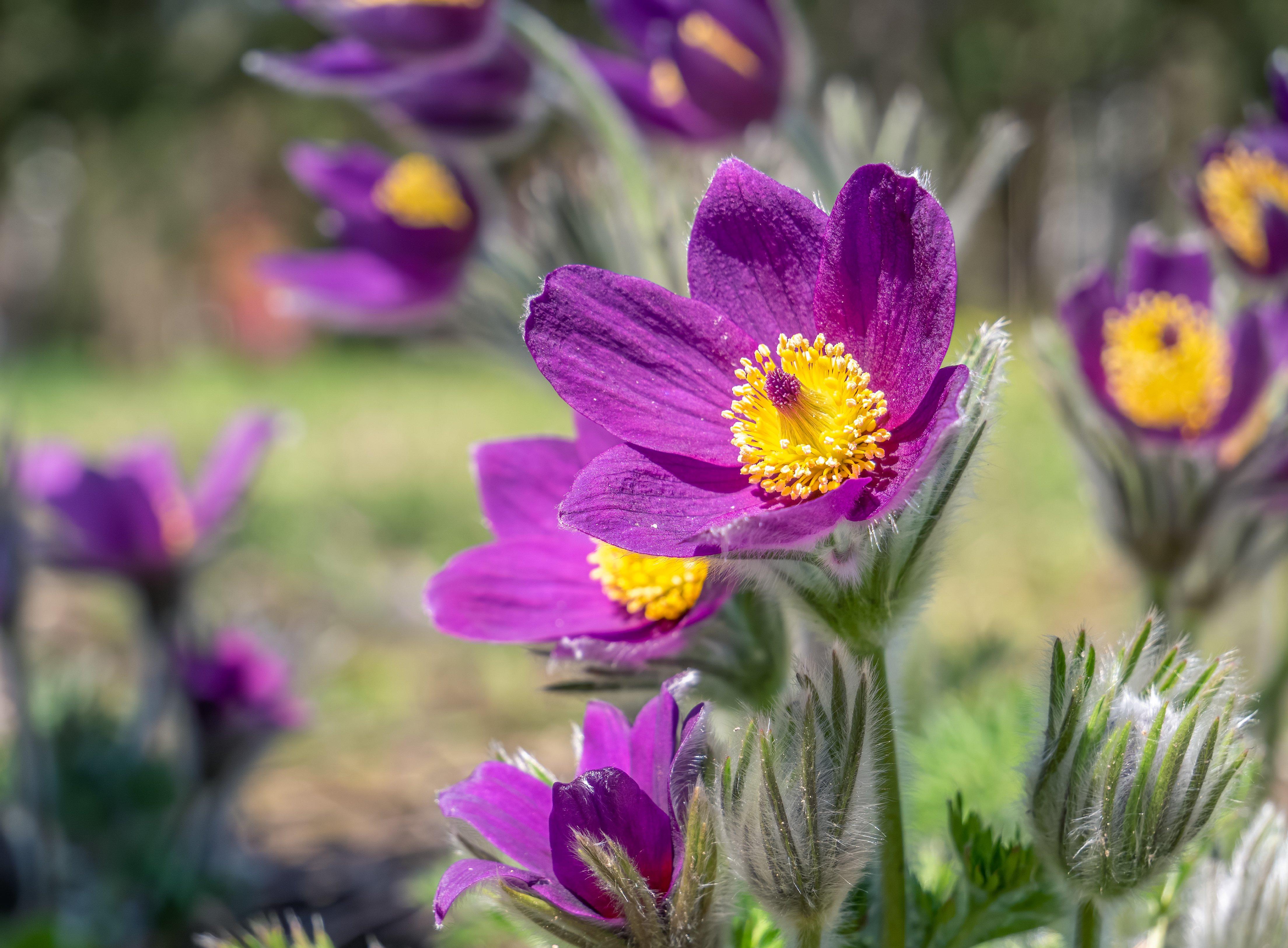 Pasque Flower 