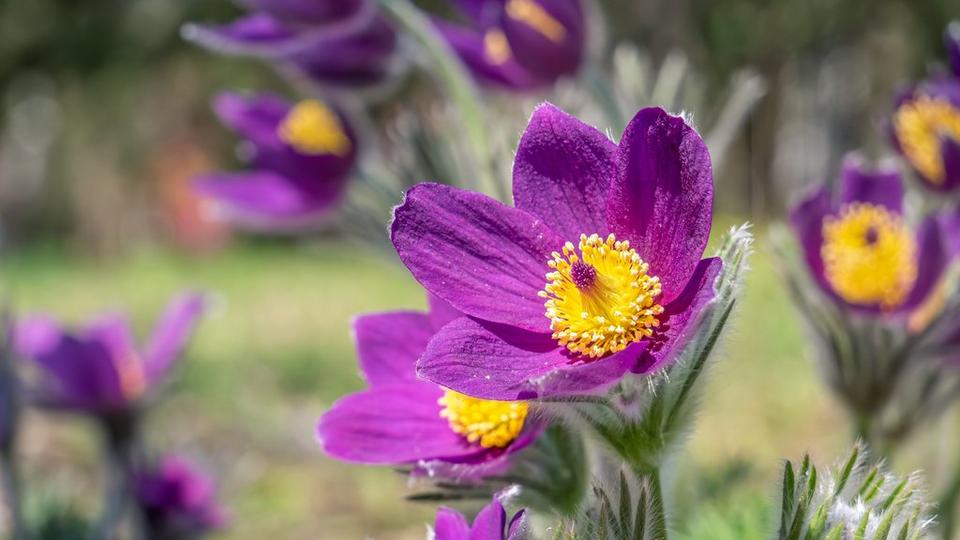 Pasque Flower