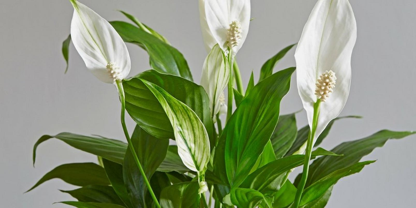Peace-lily