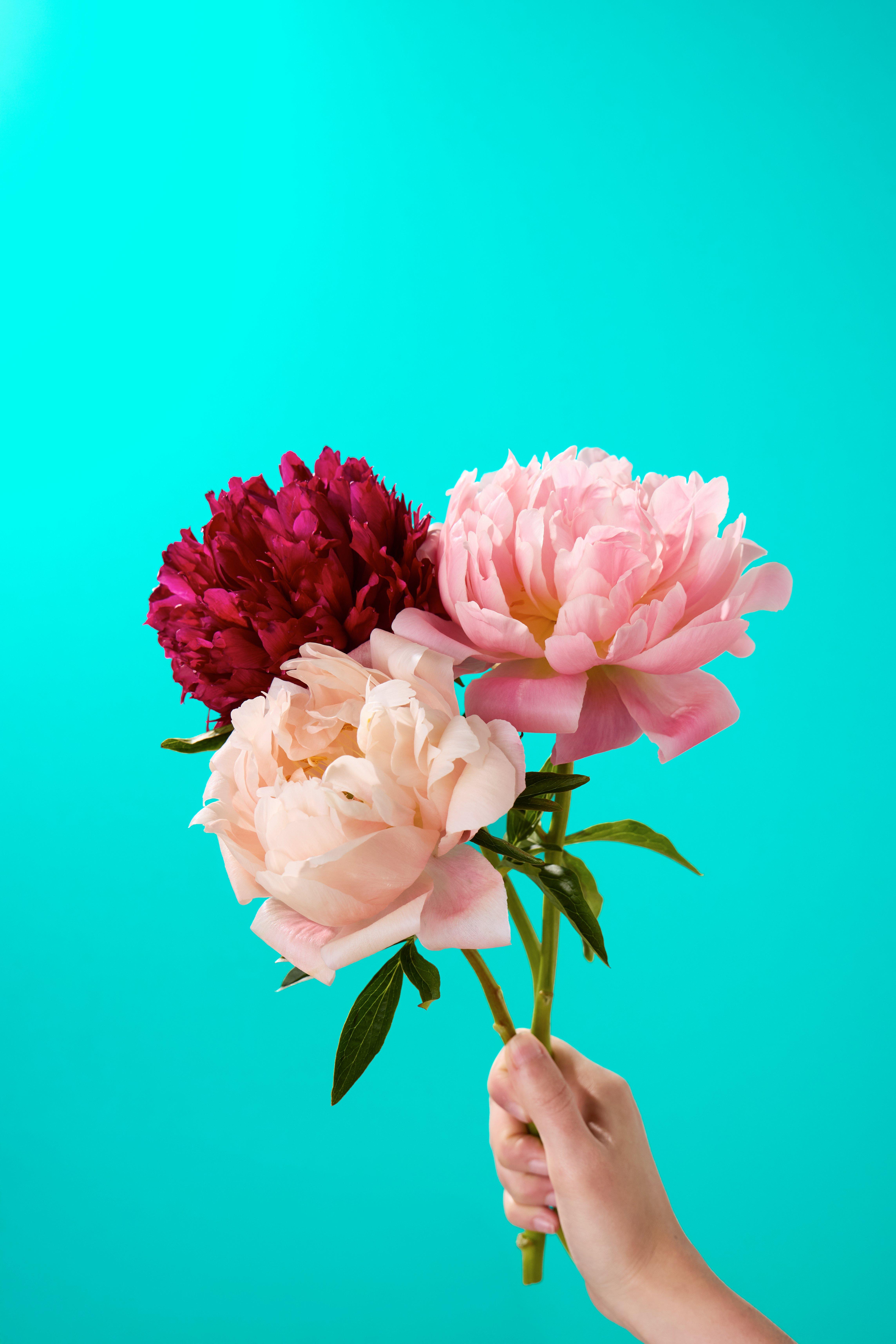 Peonies - handheld_1