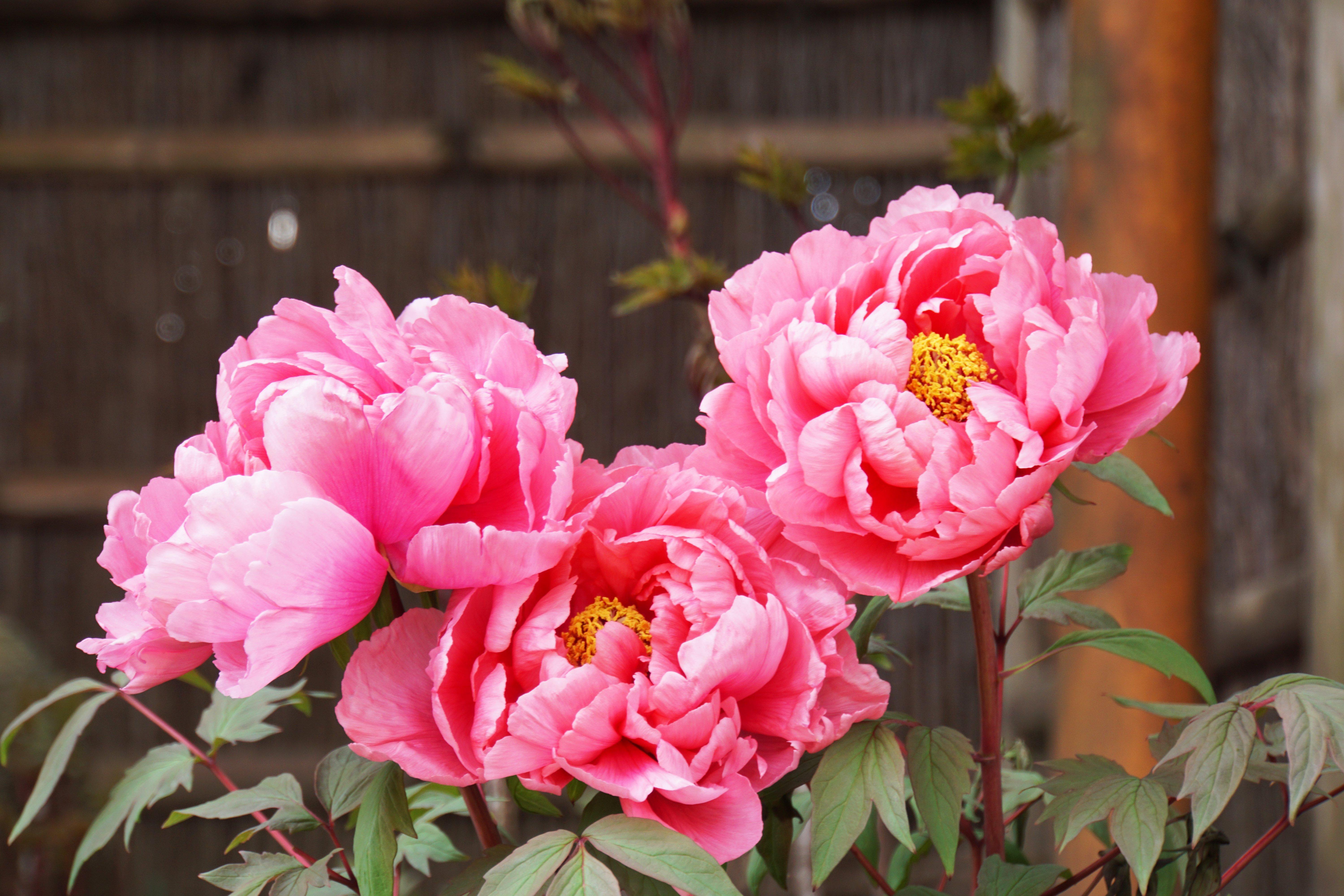 Peonies_1