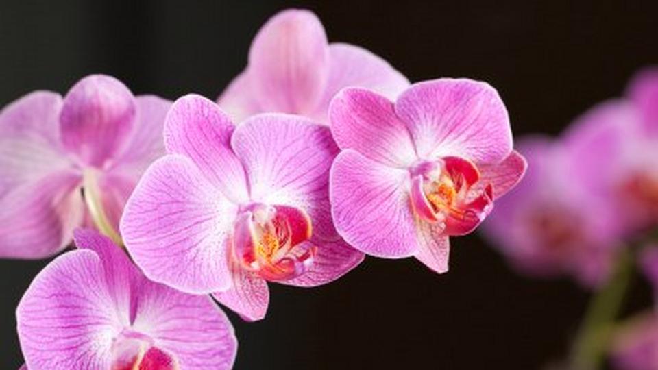 Phalenopsis-orchid-flowers