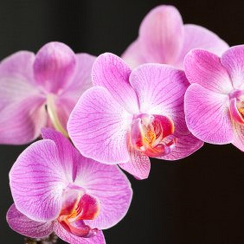 Phalenopsis-orchid-flowers