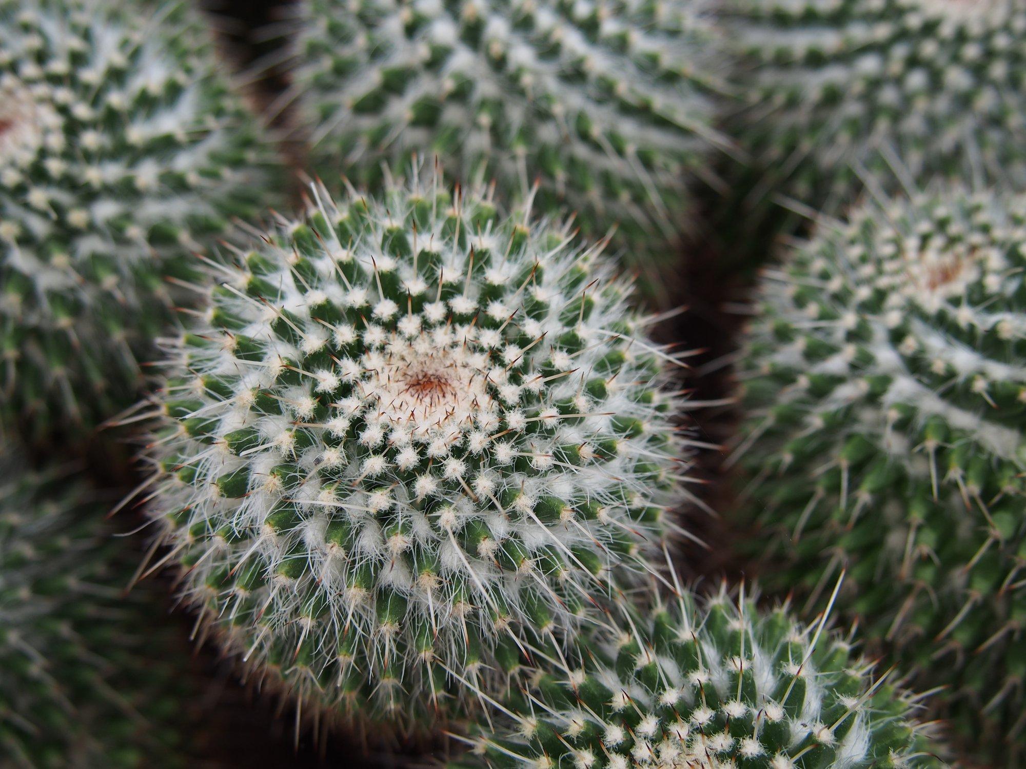 Pincushion-Cacti