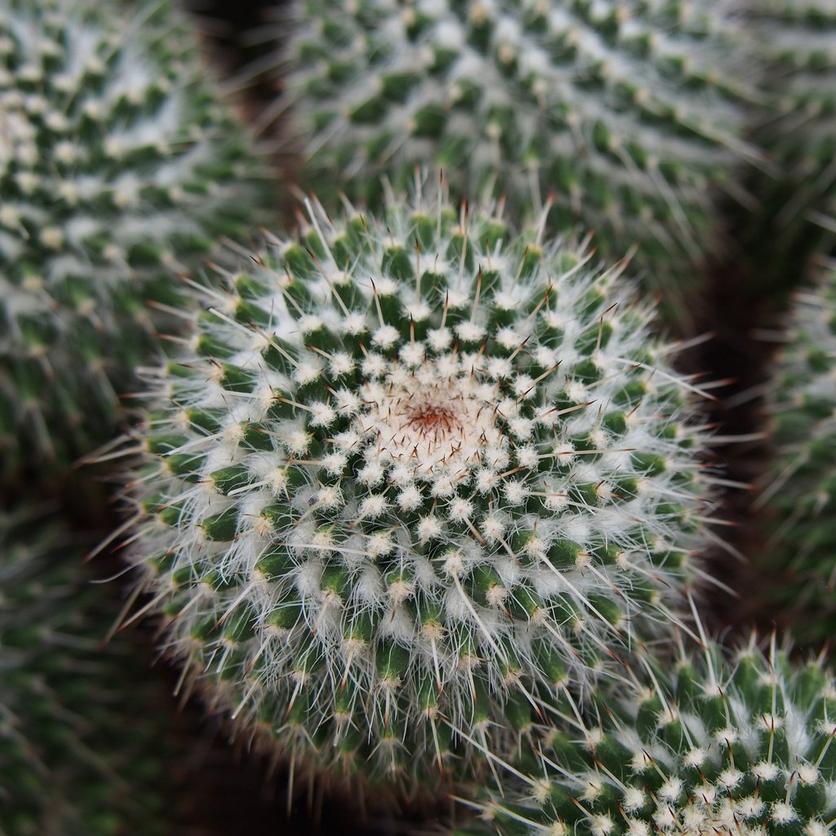 Pincushion-Cacti