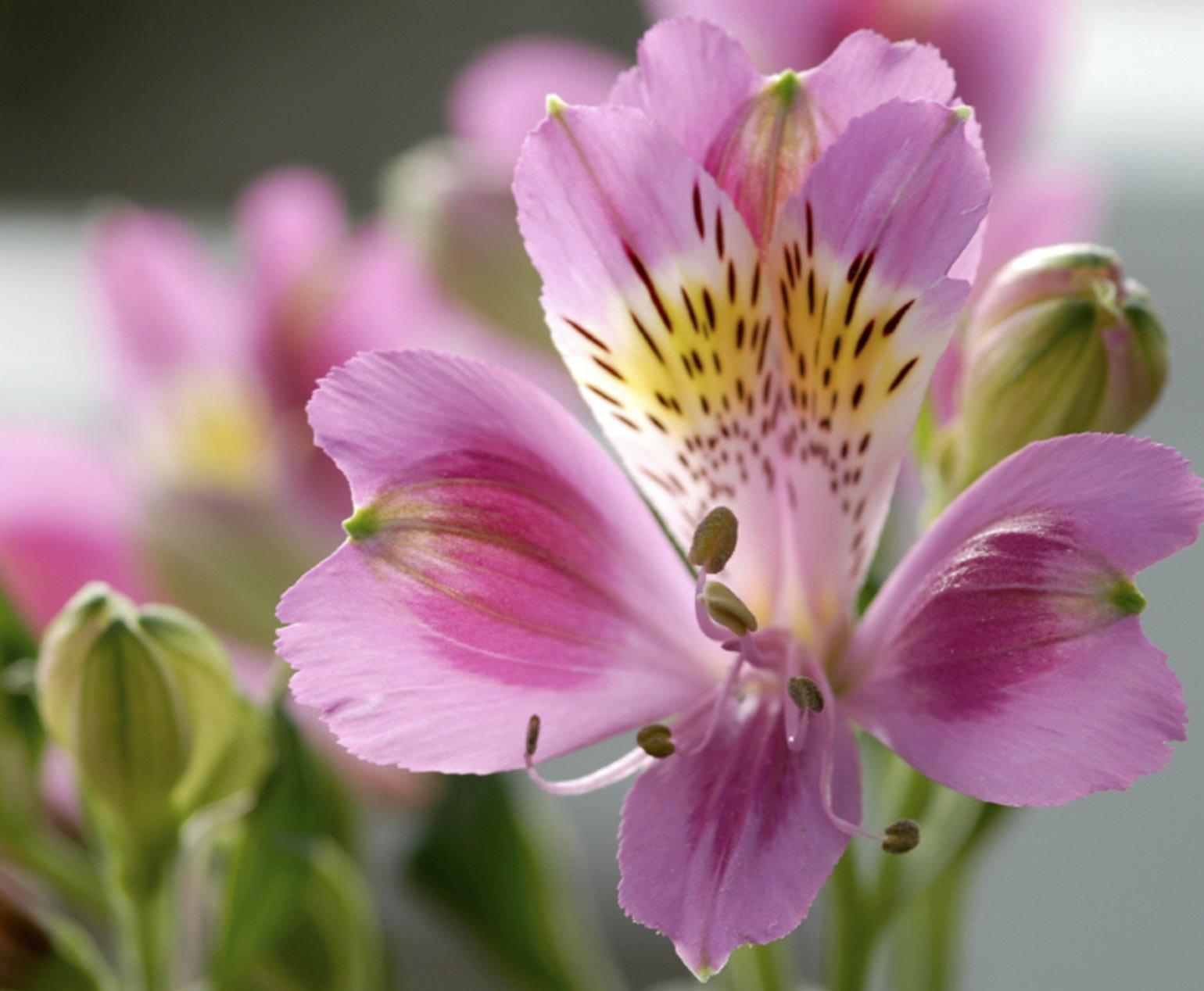 Pink-Alstroemeria-header