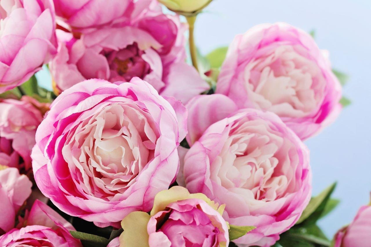 Pink-Peonies-flowers