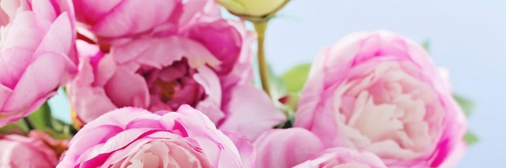 Pink-Peonies