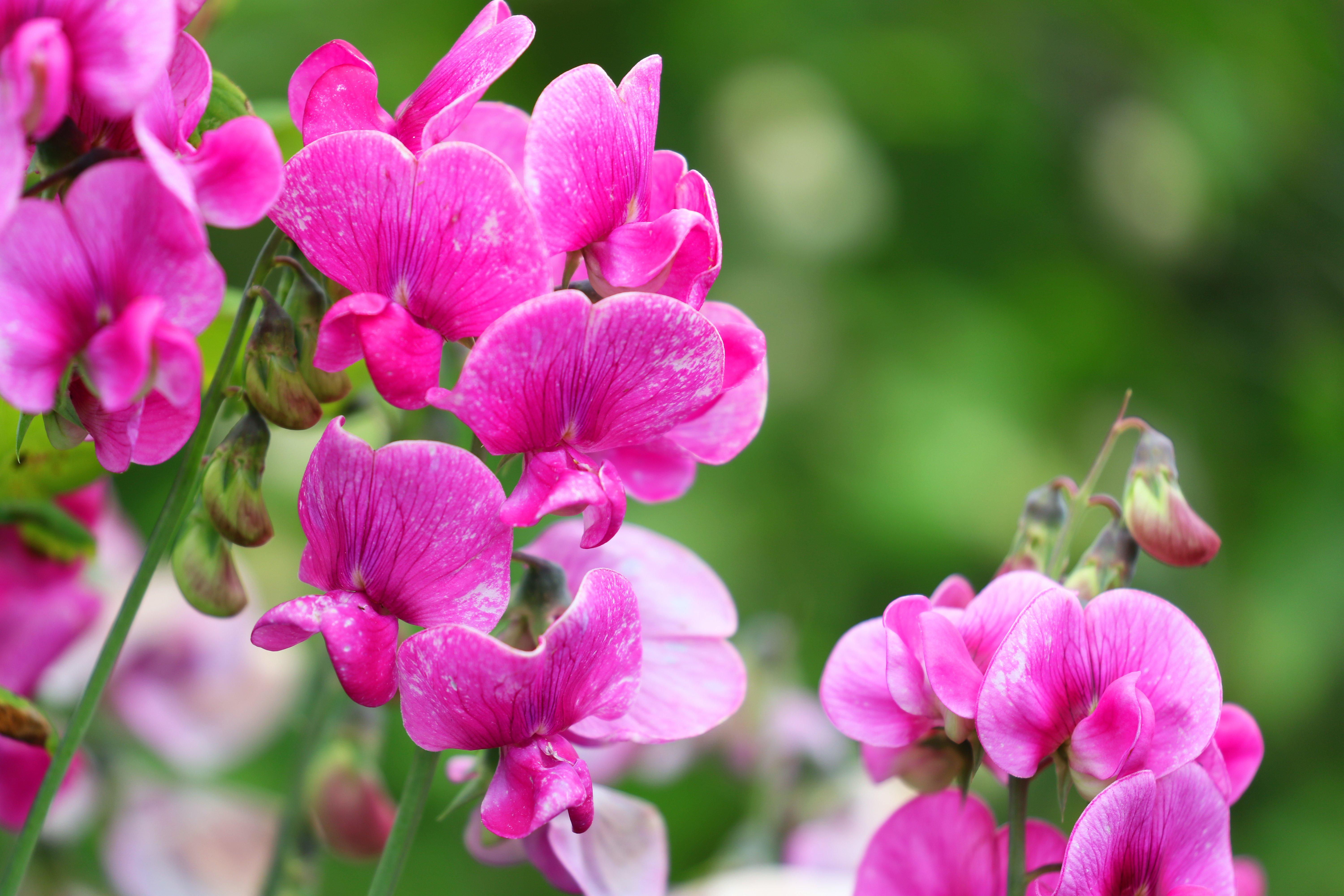 Pink_Sweet_Peas