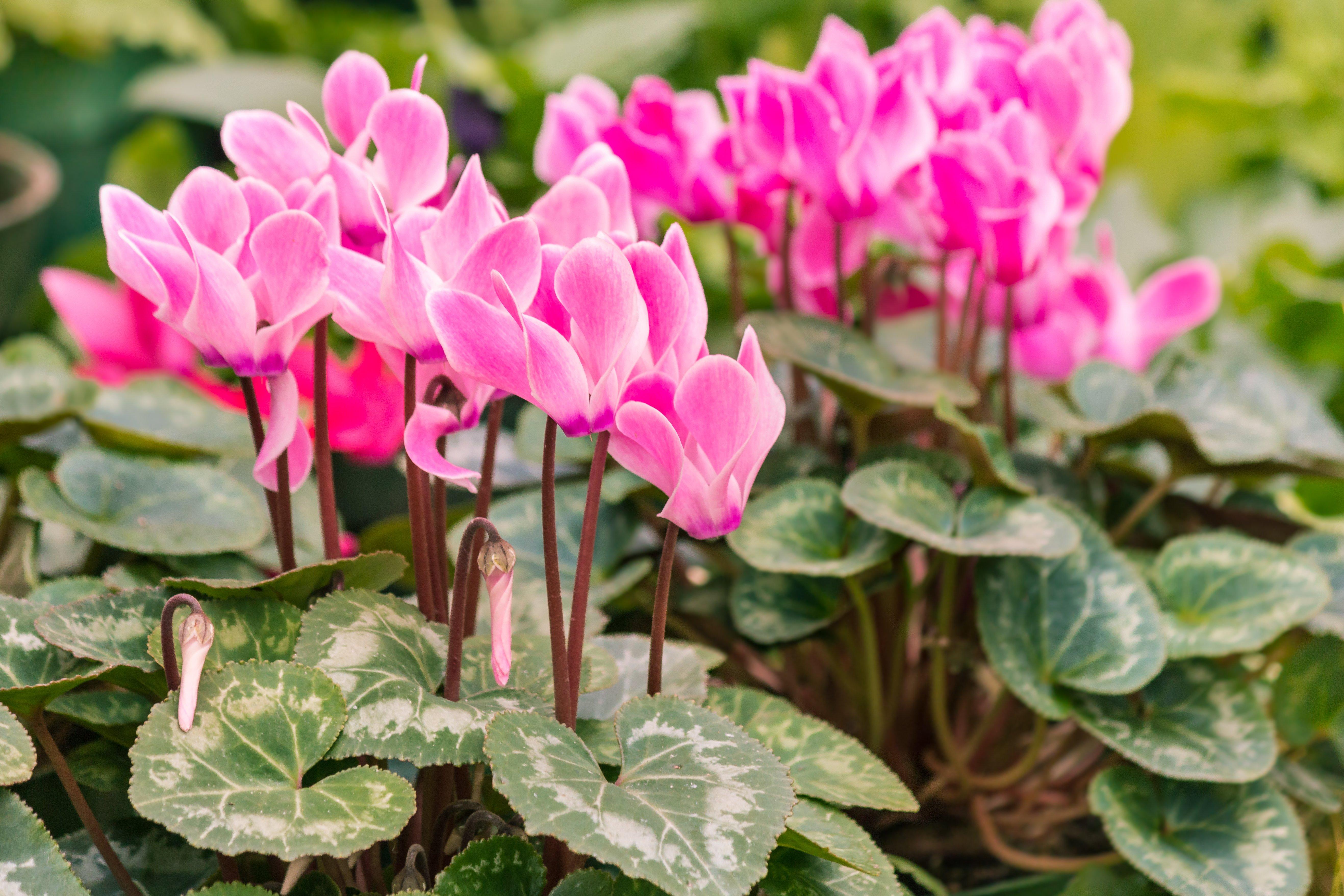 Pink_and_purple_cyclamen_with_leaves