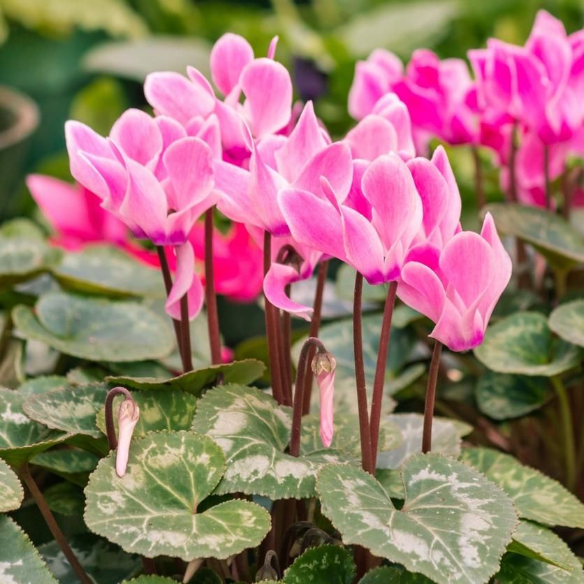 Pink_and_purple_cyclamen_with_leaves