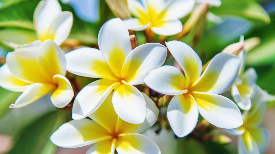 Plumeria