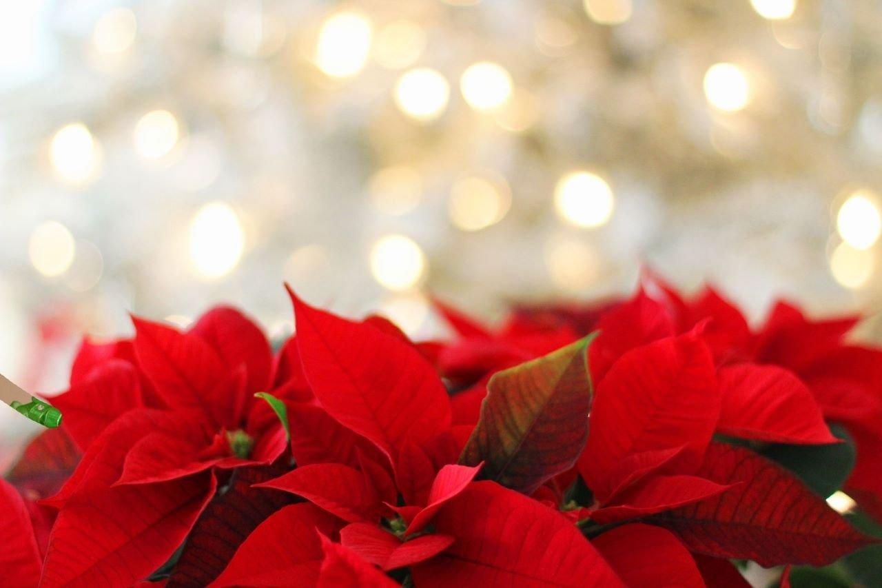 Poinsettia & lights