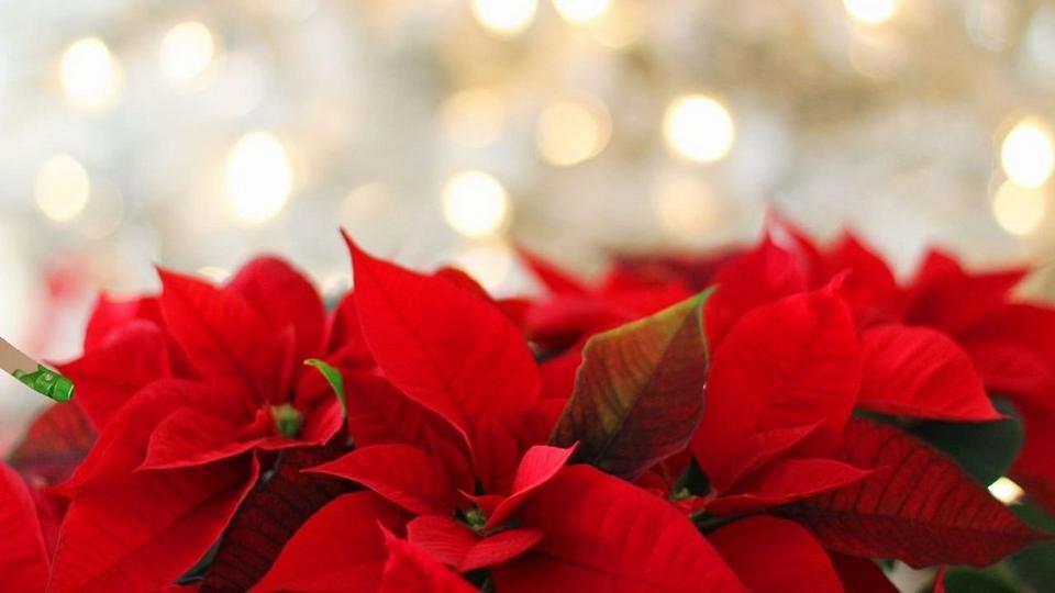 Poinsettia & lights