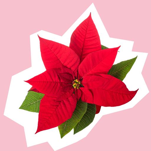 Pointsettia-V2