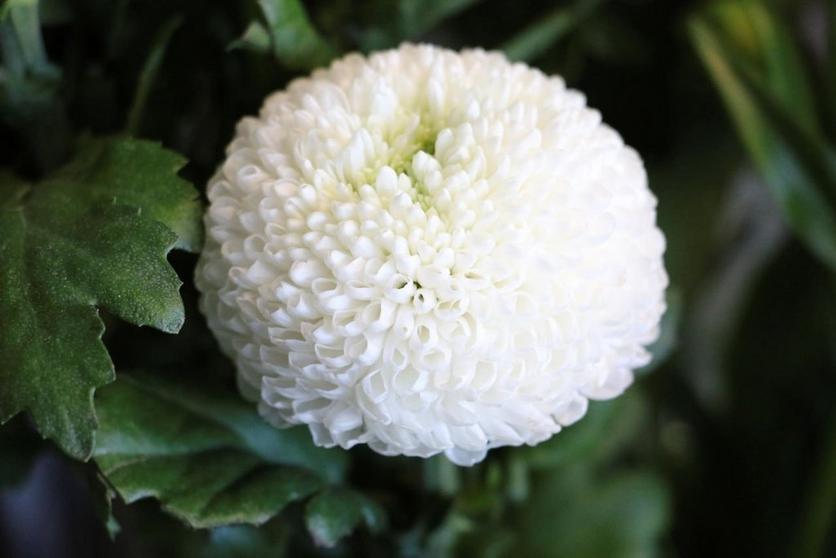 History and Meaning of Chrysanthemums - ProFlowers Blog