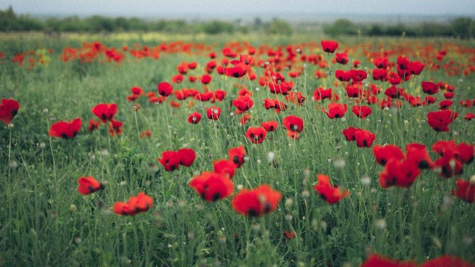 Poppy fields