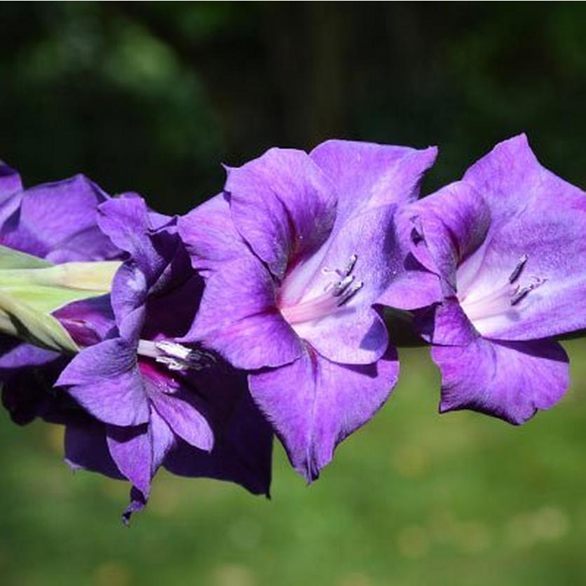 Purple_Gladiolus