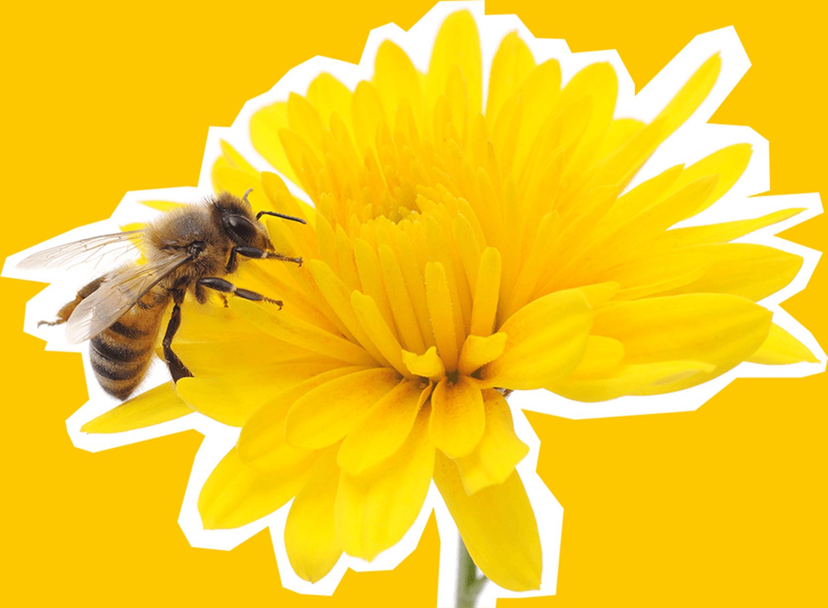 Bee Help Bee First Aid: Help Save The Bees | Flying Flowers