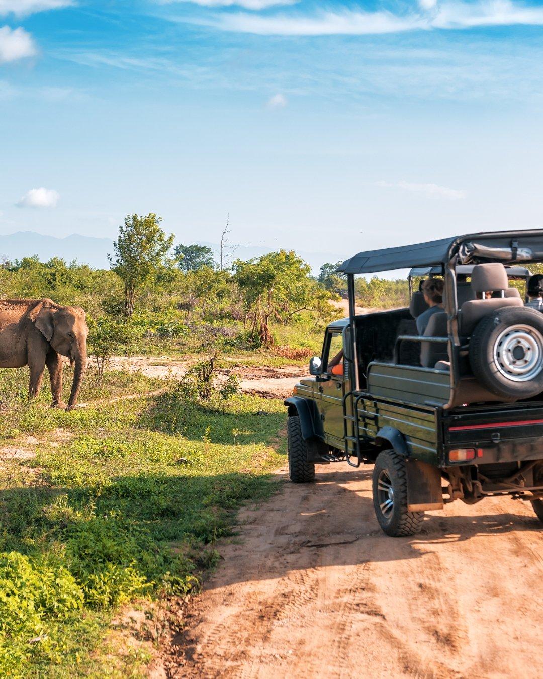 Safari