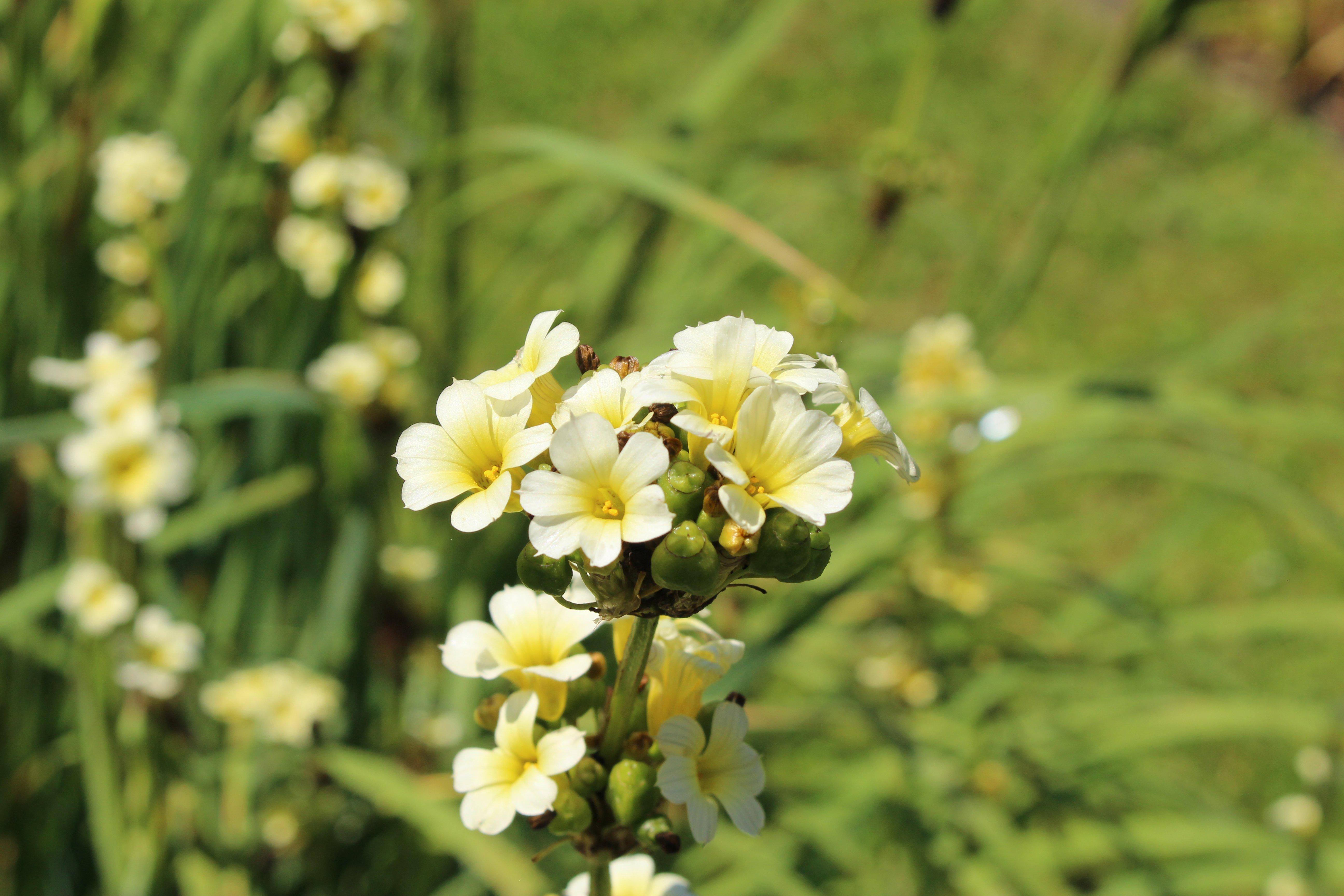 Sisyrinchium-Bermudiana