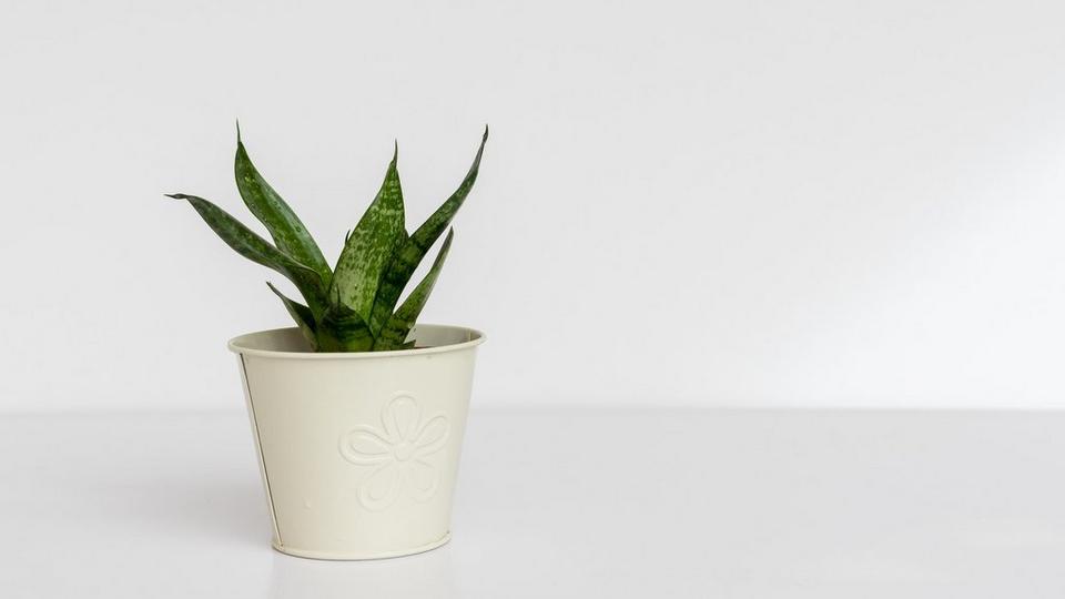 Snake-Plant-Birds-Nest