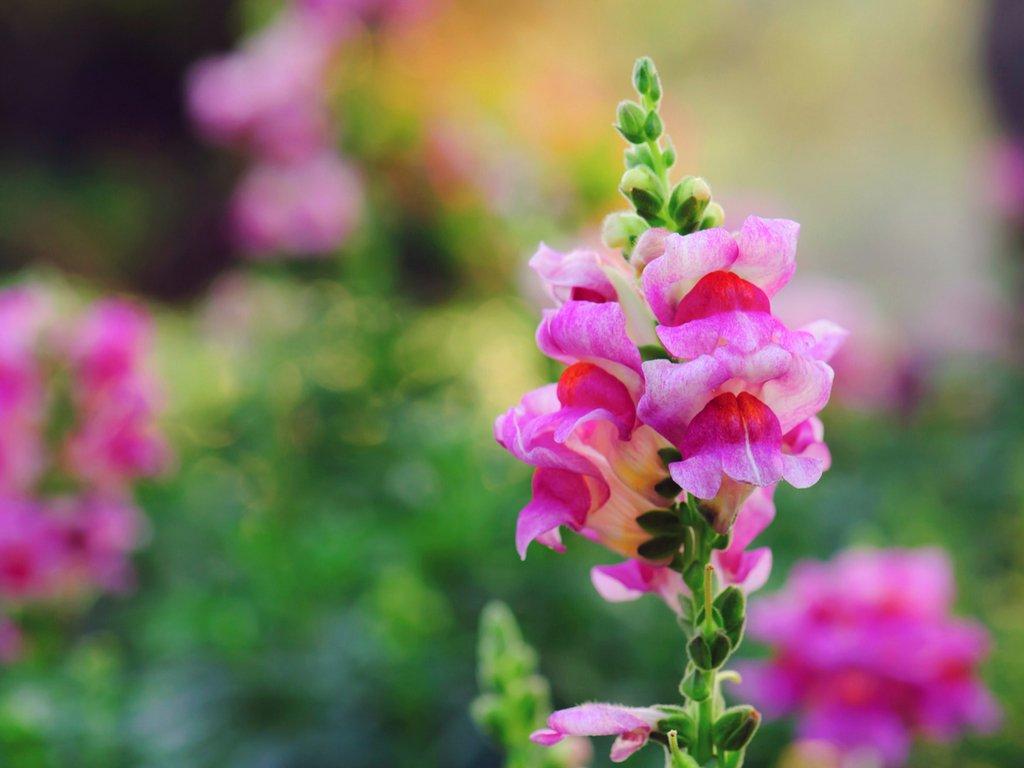 Snapdragon-pink-flowers
