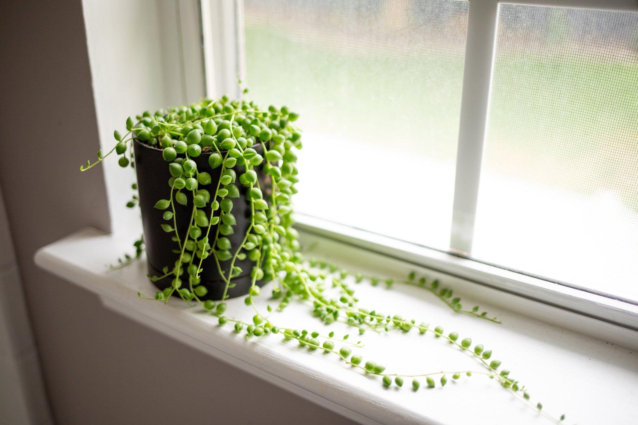 String-of-Pearls