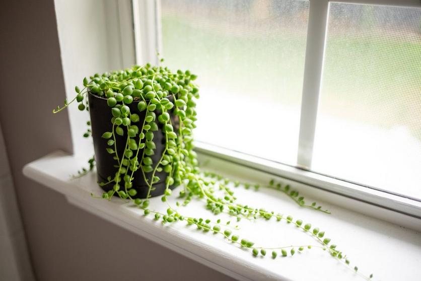 String-of-Pearls