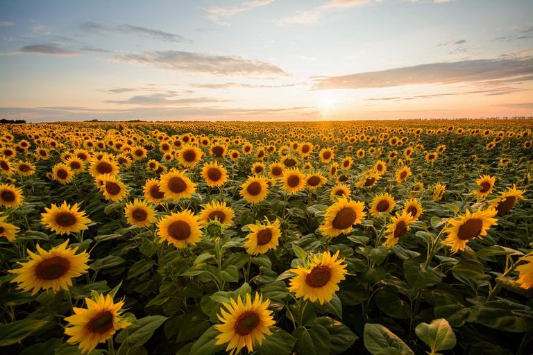 Sunflowers