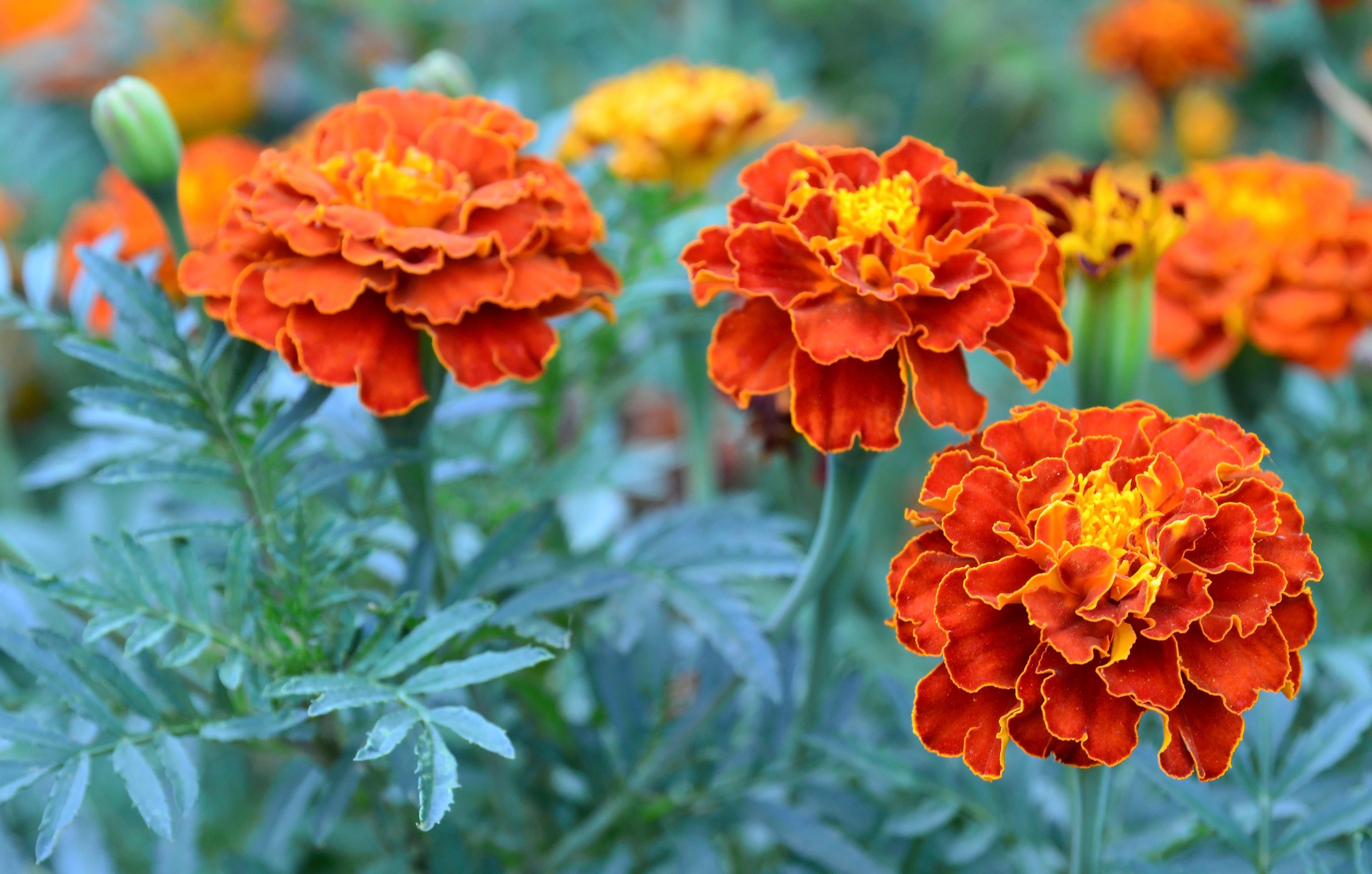 Tagetes 