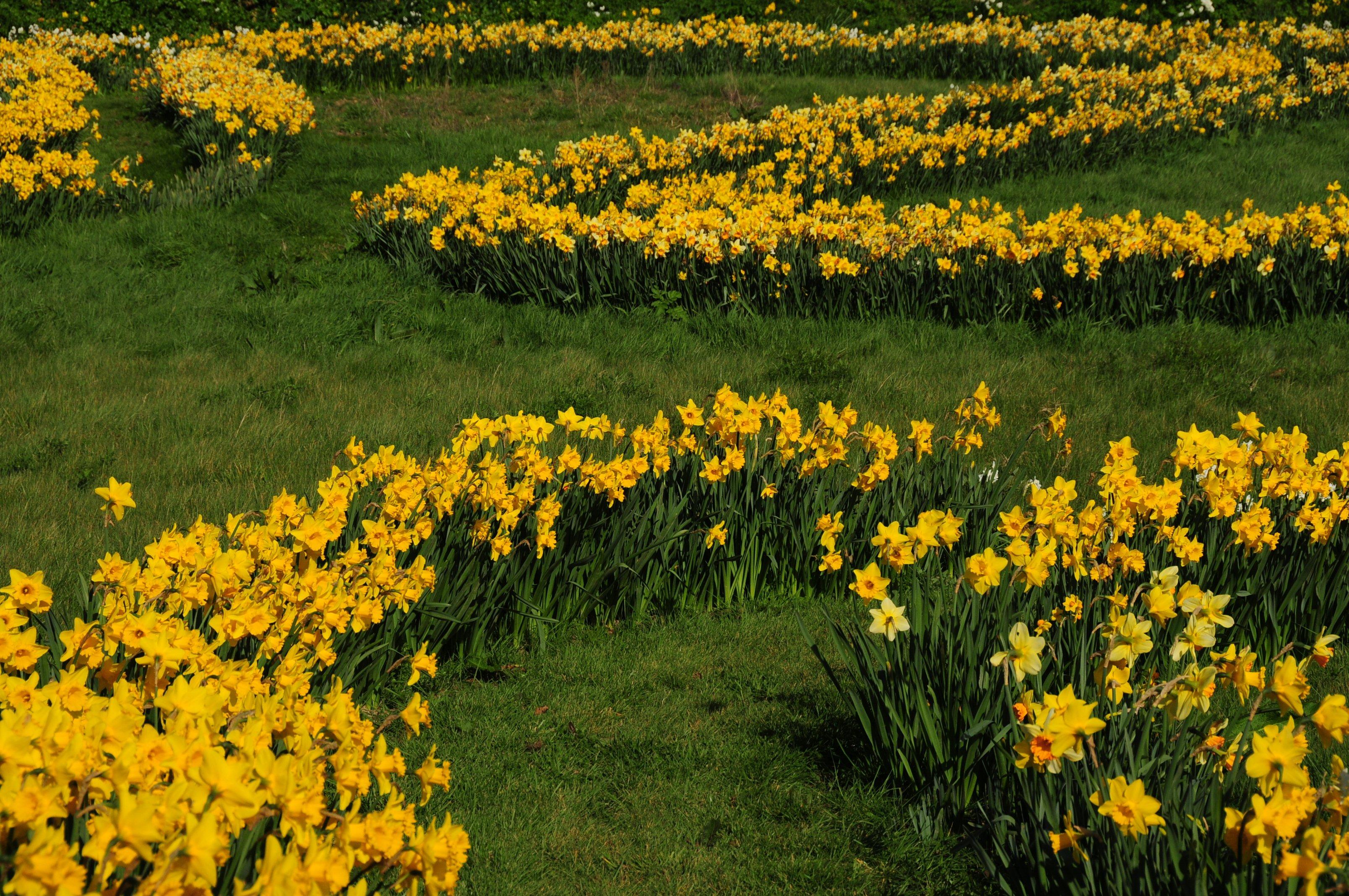 The Daffodil Field, Whaley