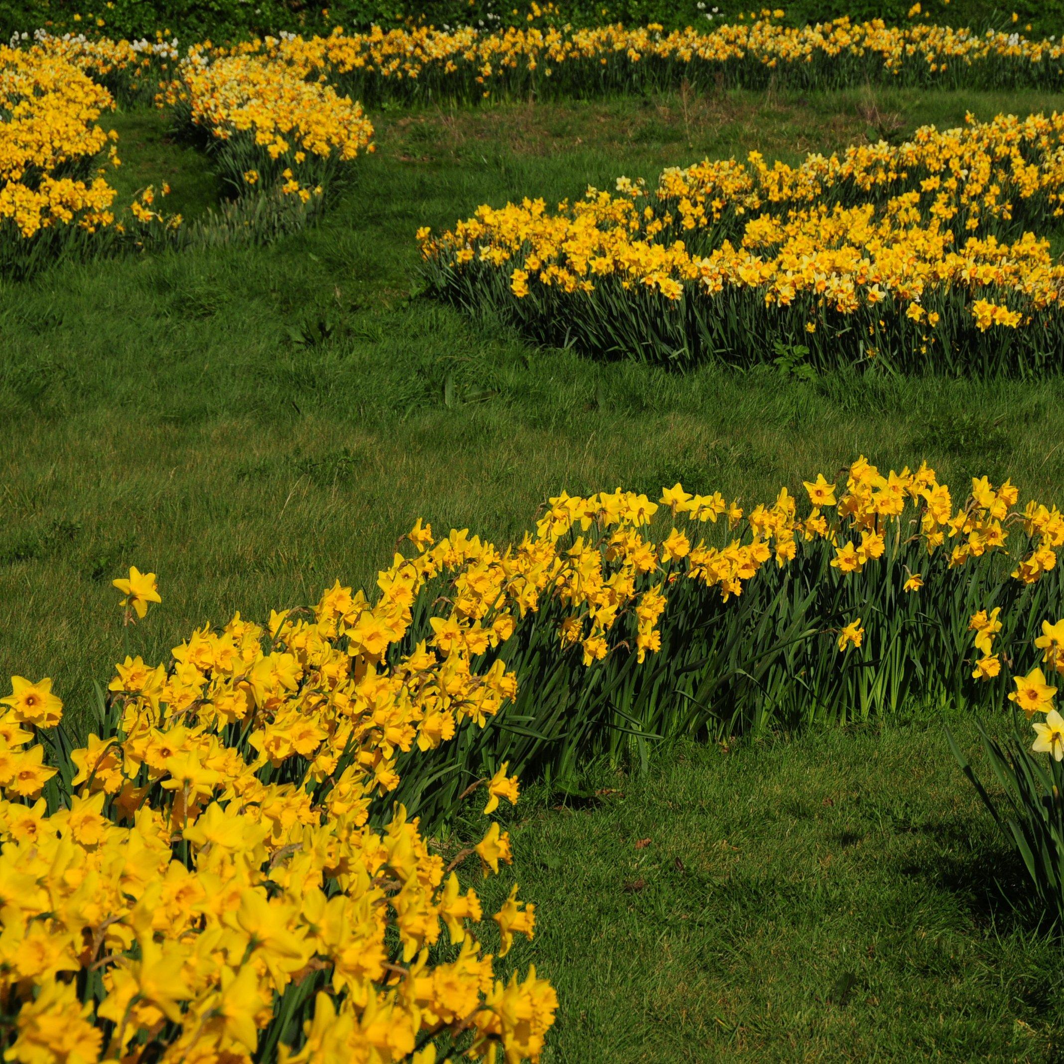 The Daffodil Field, Whaley