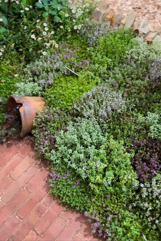 Thyme_Lawn